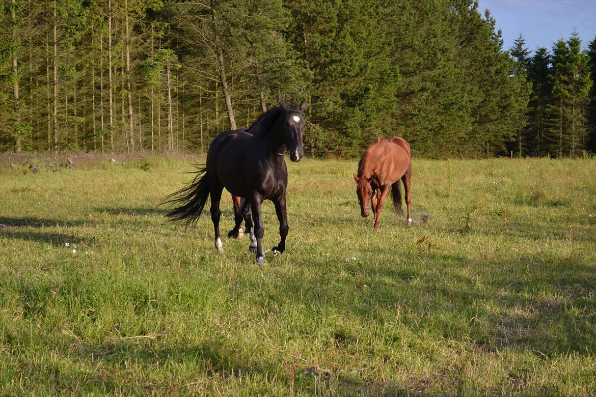 montana nye hjem i simmelkær billede 53