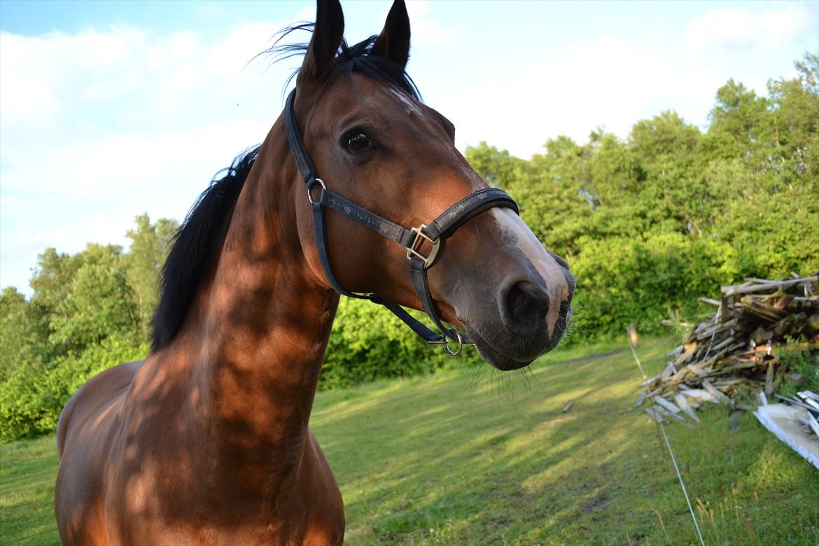 montana nye hjem i simmelkær billede 64