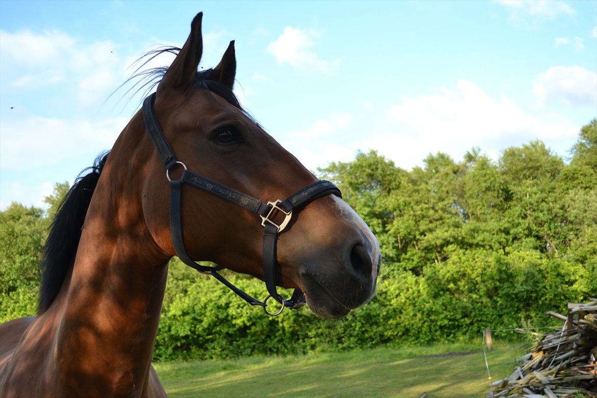 montana nye hjem i simmelkær billede 65