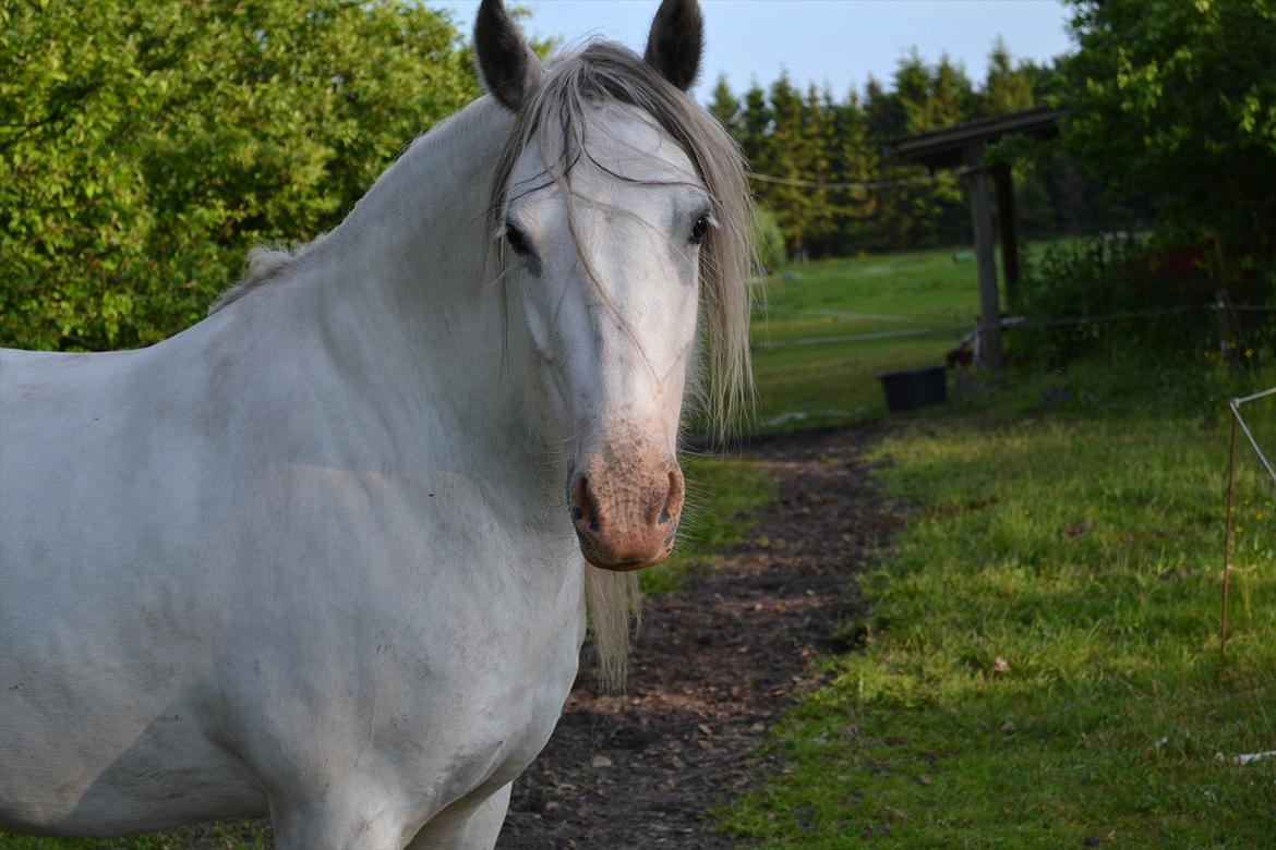 montana nye hjem i simmelkær billede 66