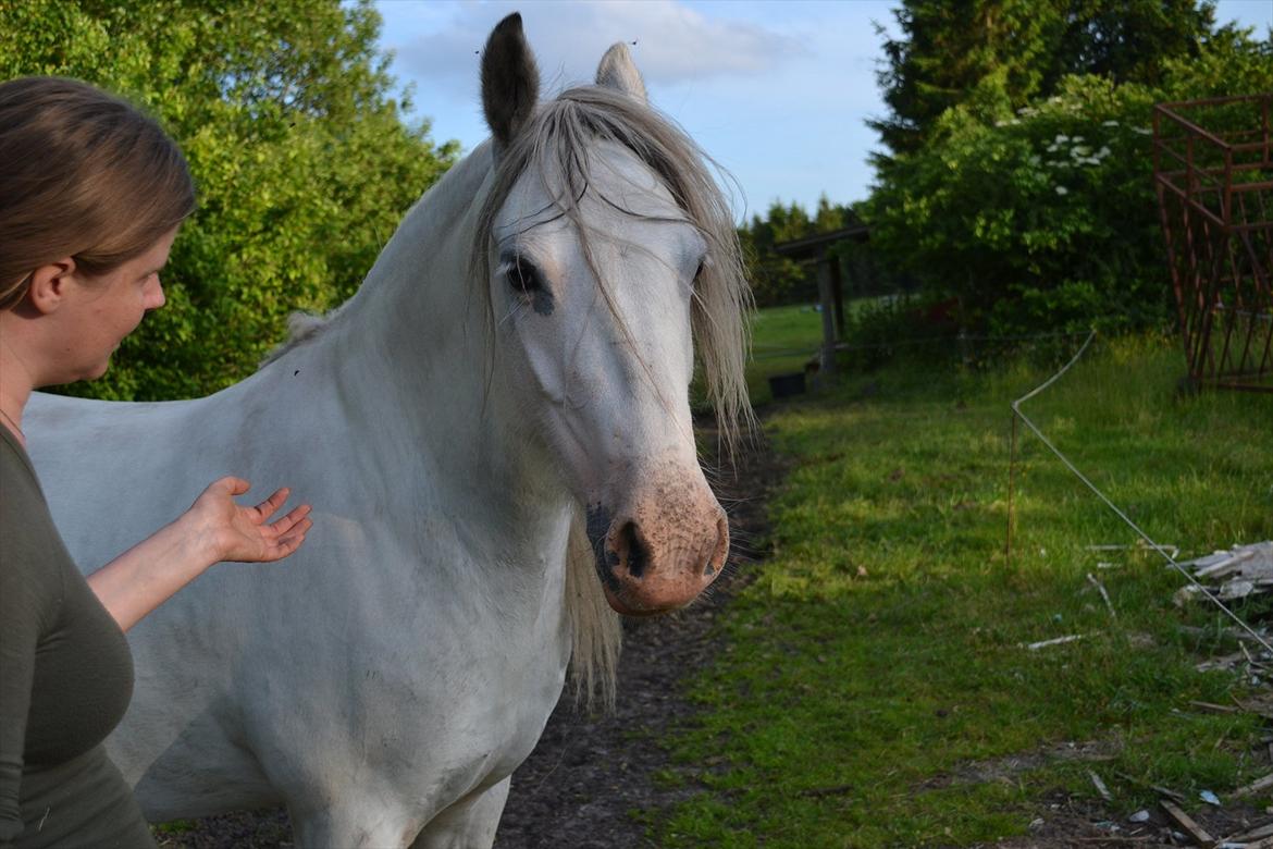 montana nye hjem i simmelkær billede 69