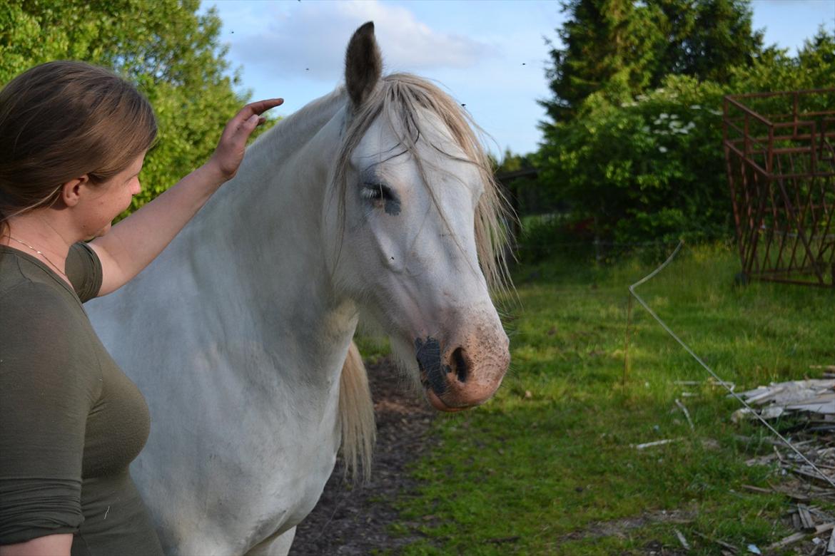 montana nye hjem i simmelkær billede 70