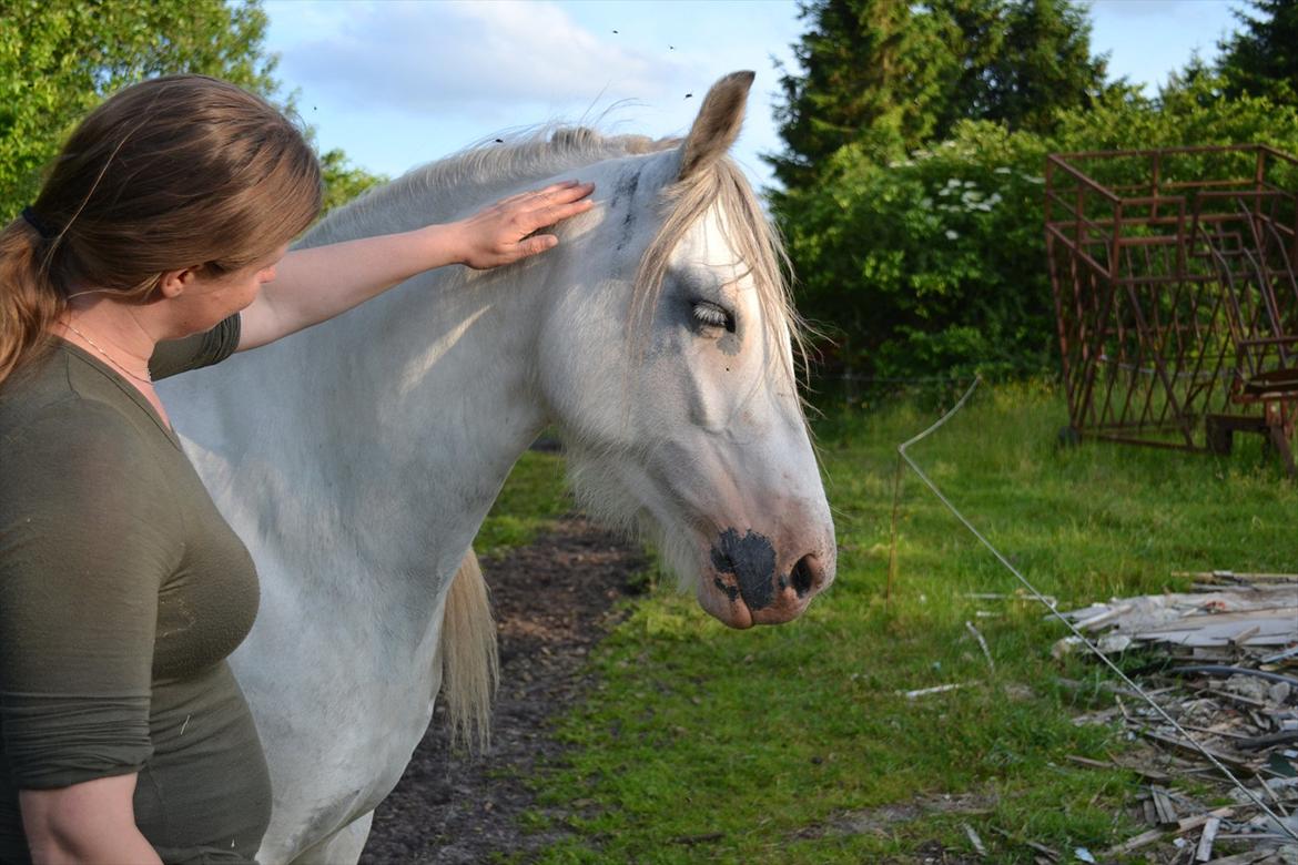 montana nye hjem i simmelkær billede 71