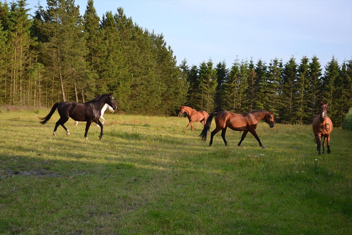 montana nye hjem i simmelkær billede 72