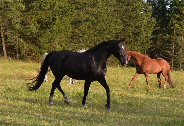 montana nye hjem i simmelkær billede 73