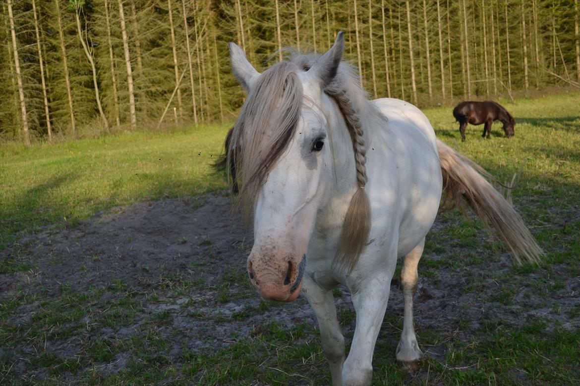 montana nye hjem i simmelkær billede 74