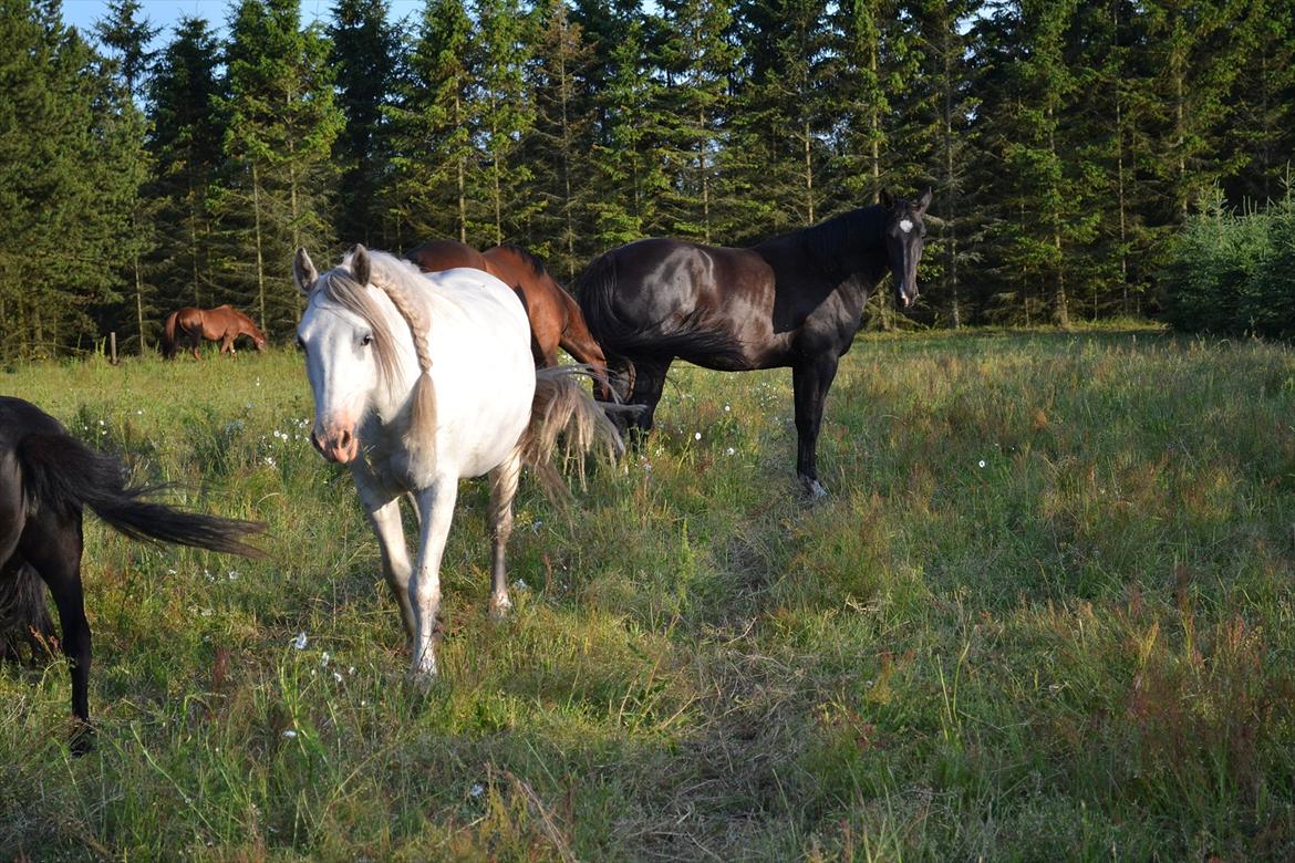 montana nye hjem i simmelkær billede 76