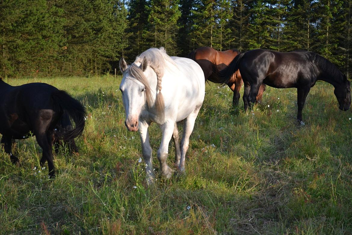 montana nye hjem i simmelkær billede 78