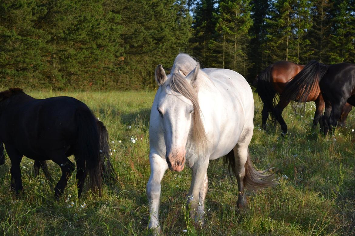 montana nye hjem i simmelkær billede 79