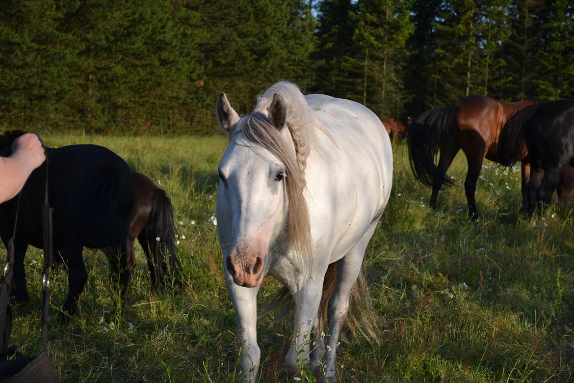 montana nye hjem i simmelkær billede 80