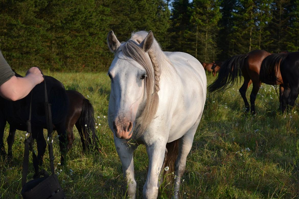 montana nye hjem i simmelkær billede 81