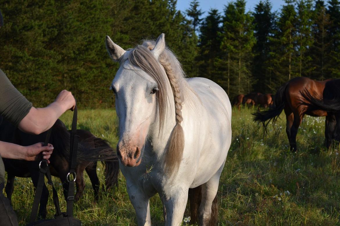 montana nye hjem i simmelkær billede 82