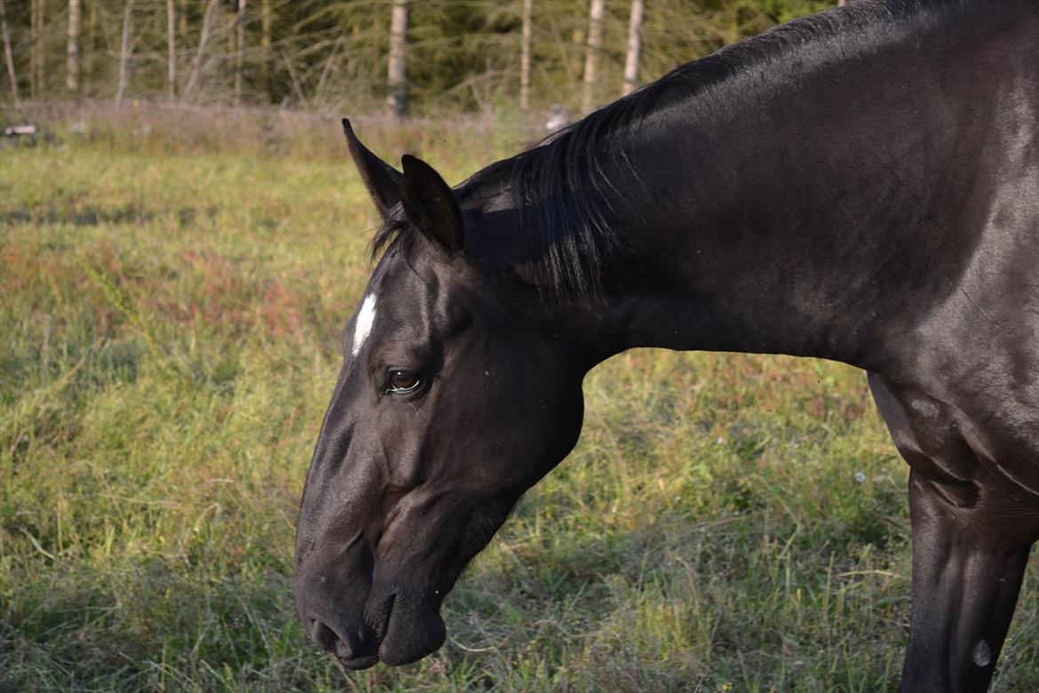 montana nye hjem i simmelkær billede 84