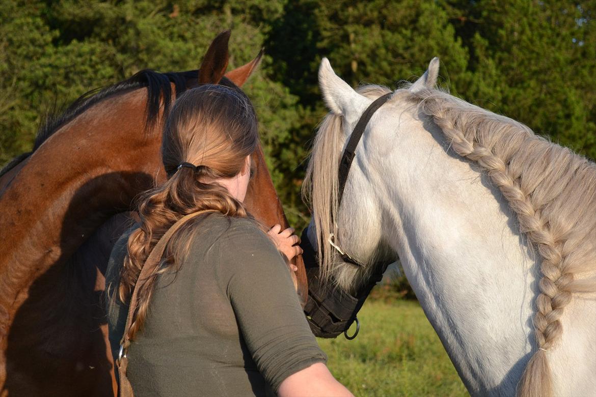 montana nye hjem i simmelkær billede 85
