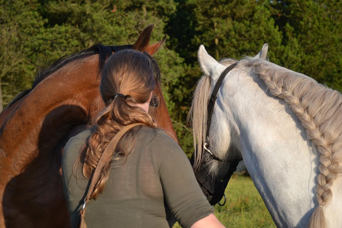 montana nye hjem i simmelkær billede 86