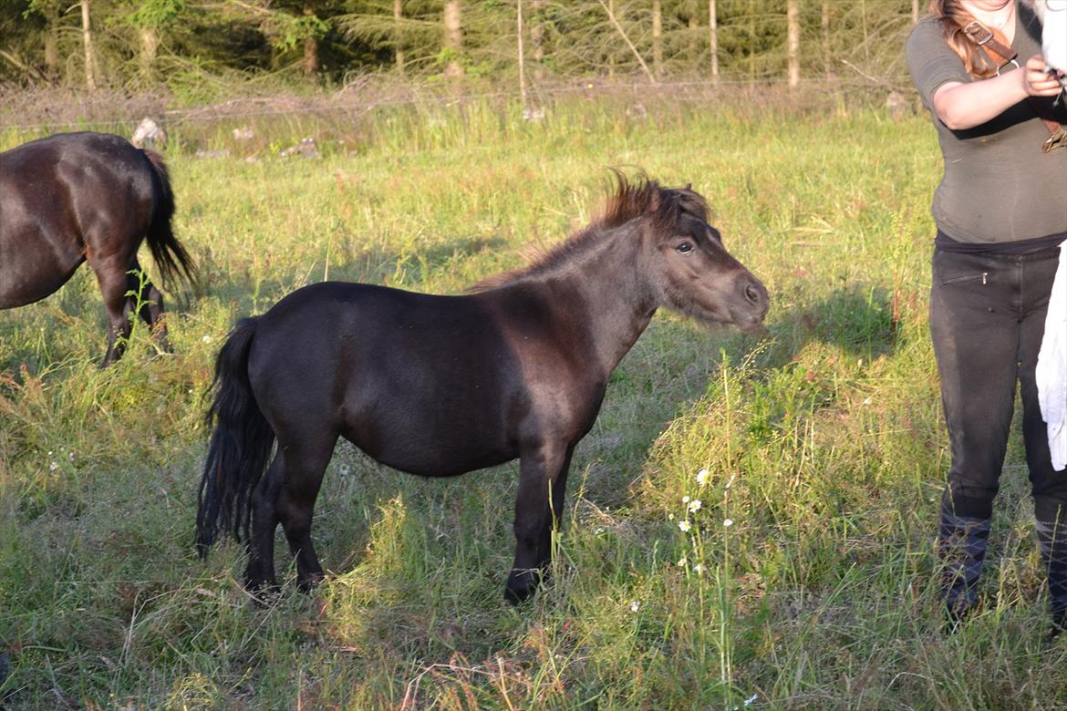 montana nye hjem i simmelkær billede 90