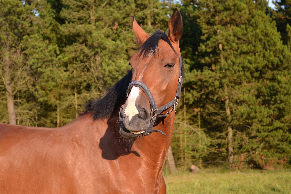 montana nye hjem i simmelkær billede 92