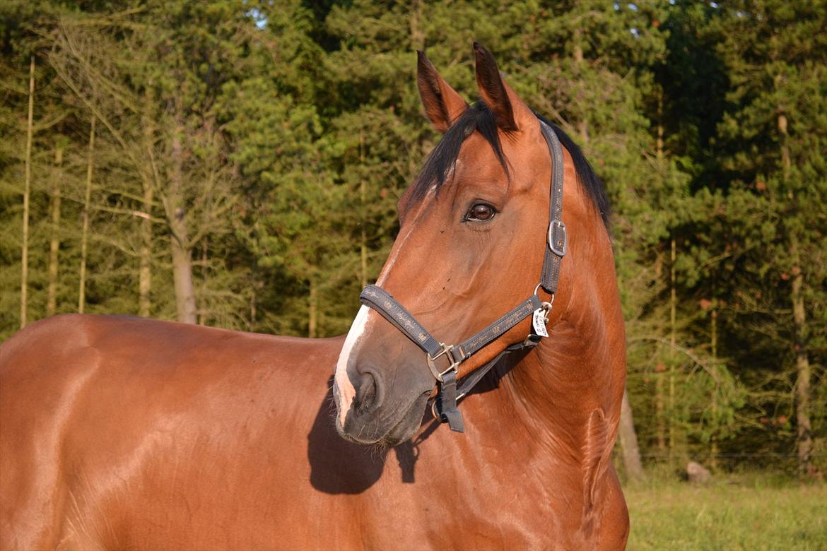 montana nye hjem i simmelkær billede 93