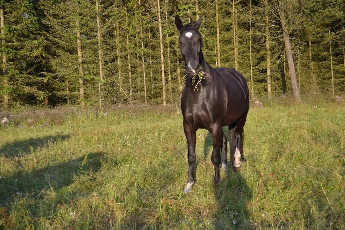 montana nye hjem i simmelkær billede 95