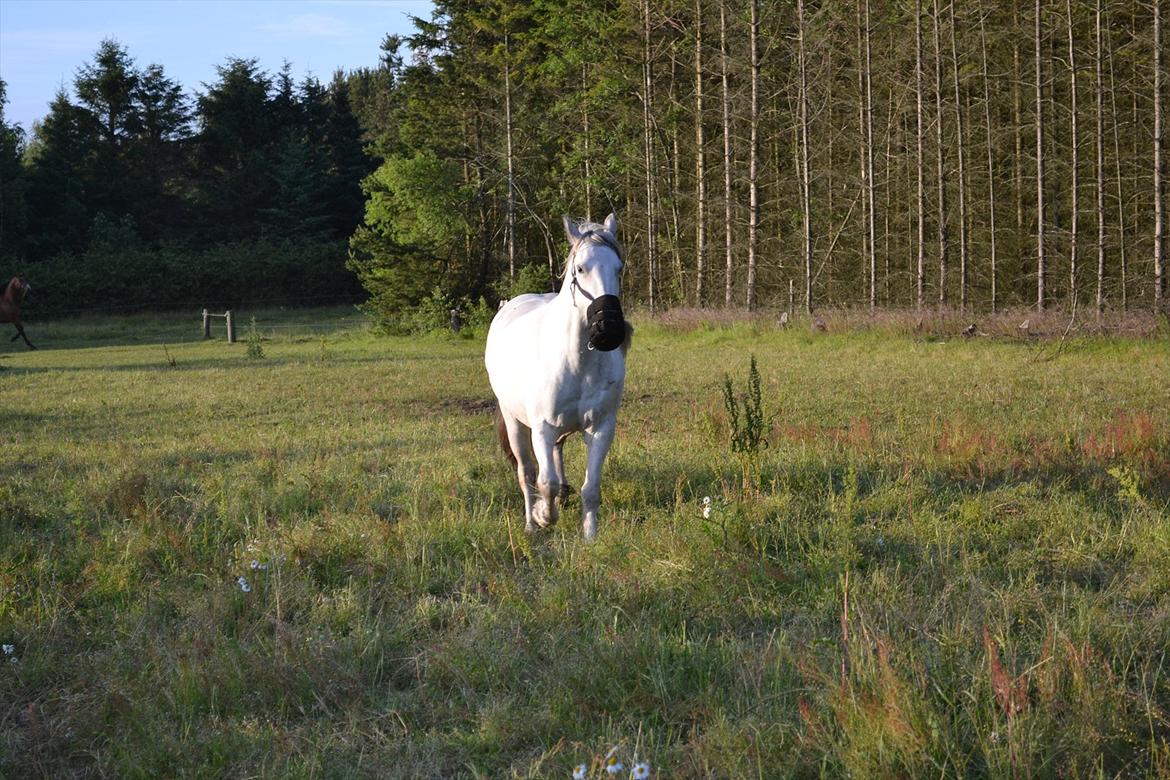 montana nye hjem i simmelkær billede 97