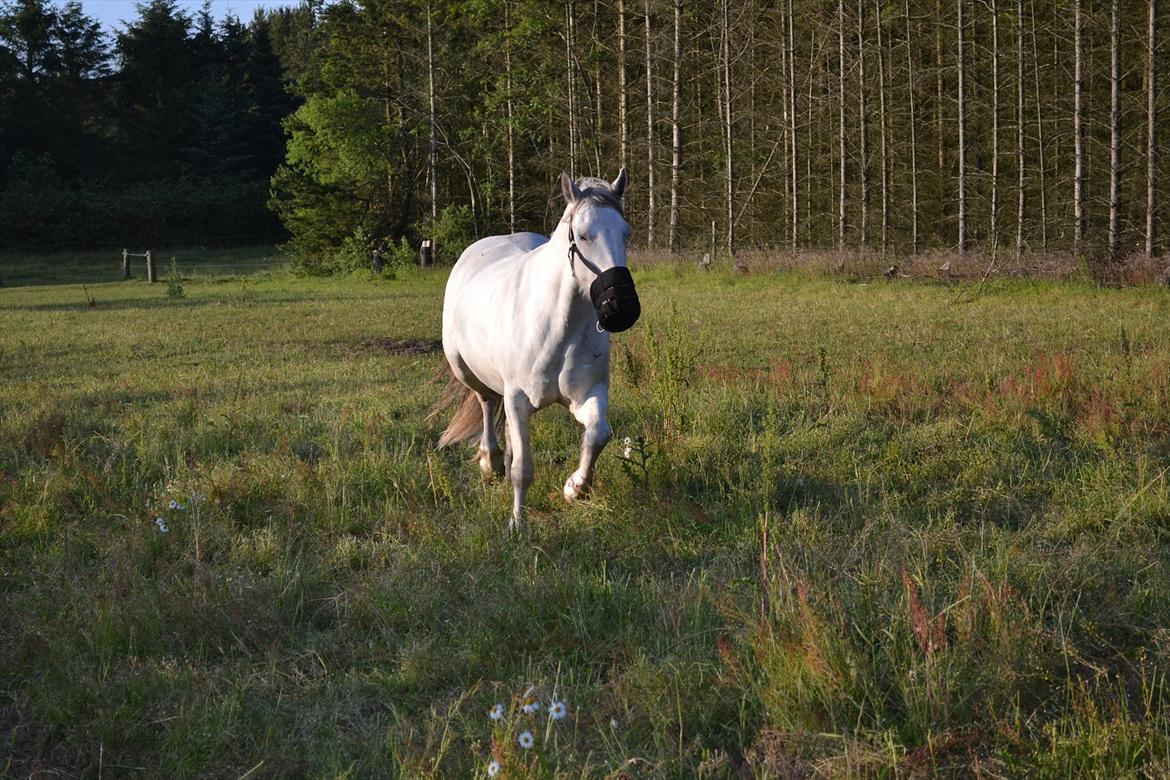 montana nye hjem i simmelkær billede 98