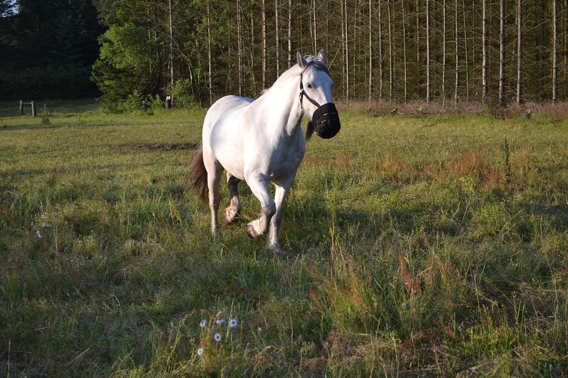 montana nye hjem i simmelkær billede 99