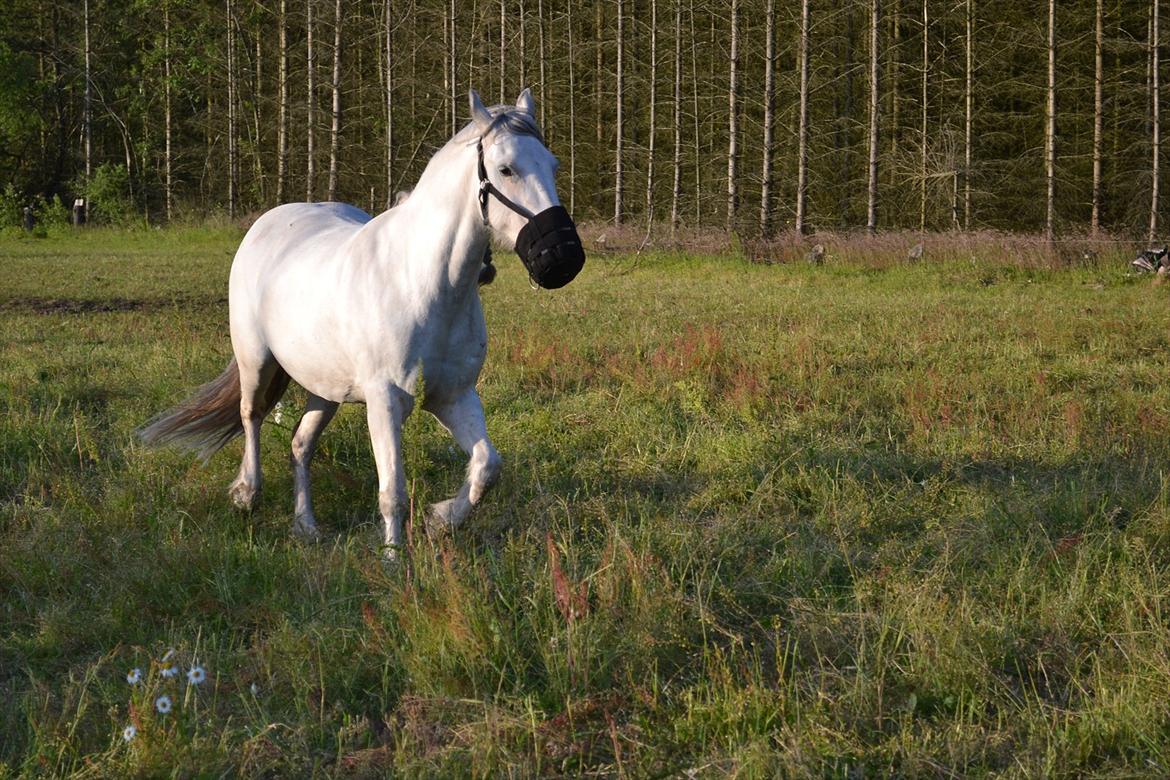 montana nye hjem i simmelkær billede 100