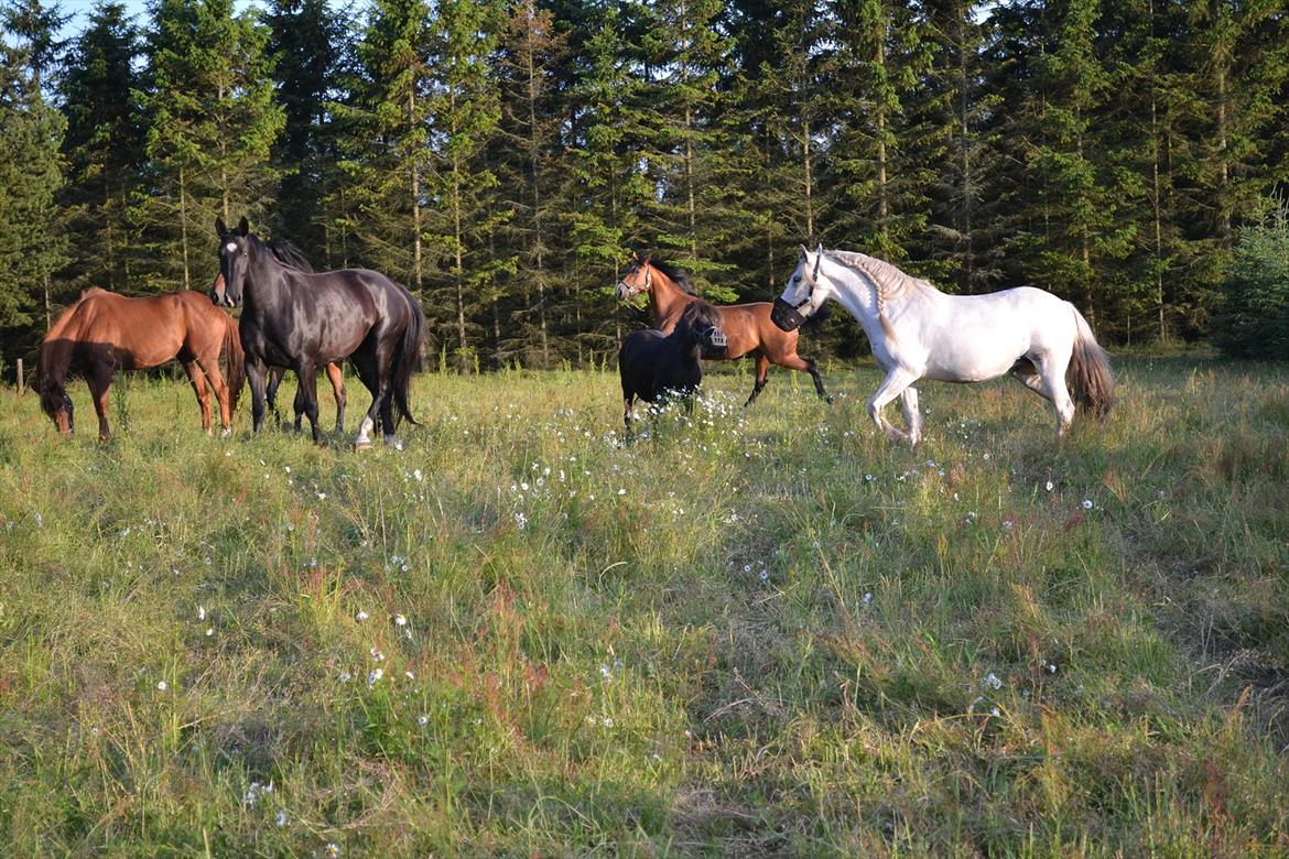 montana nye hjem i simmelkær billede 103