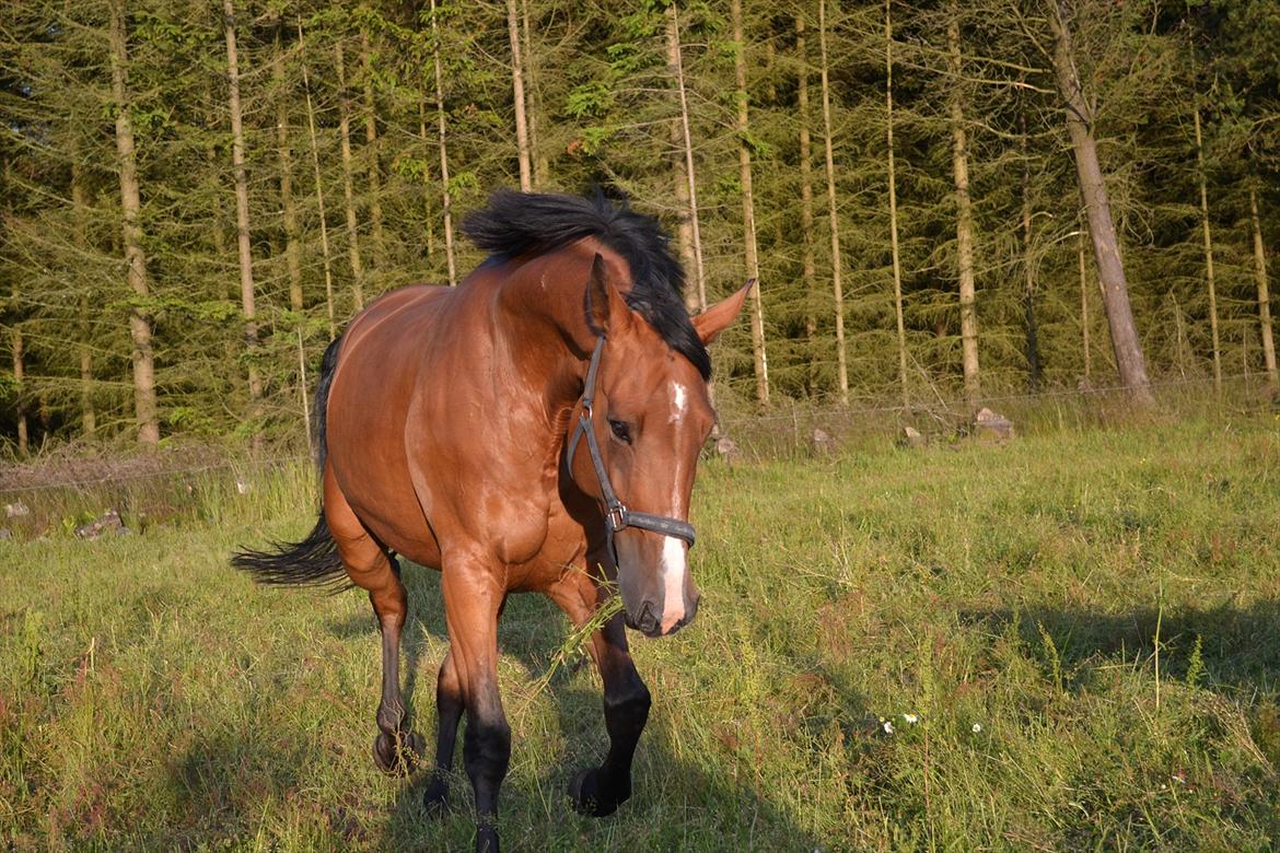 montana nye hjem i simmelkær billede 106