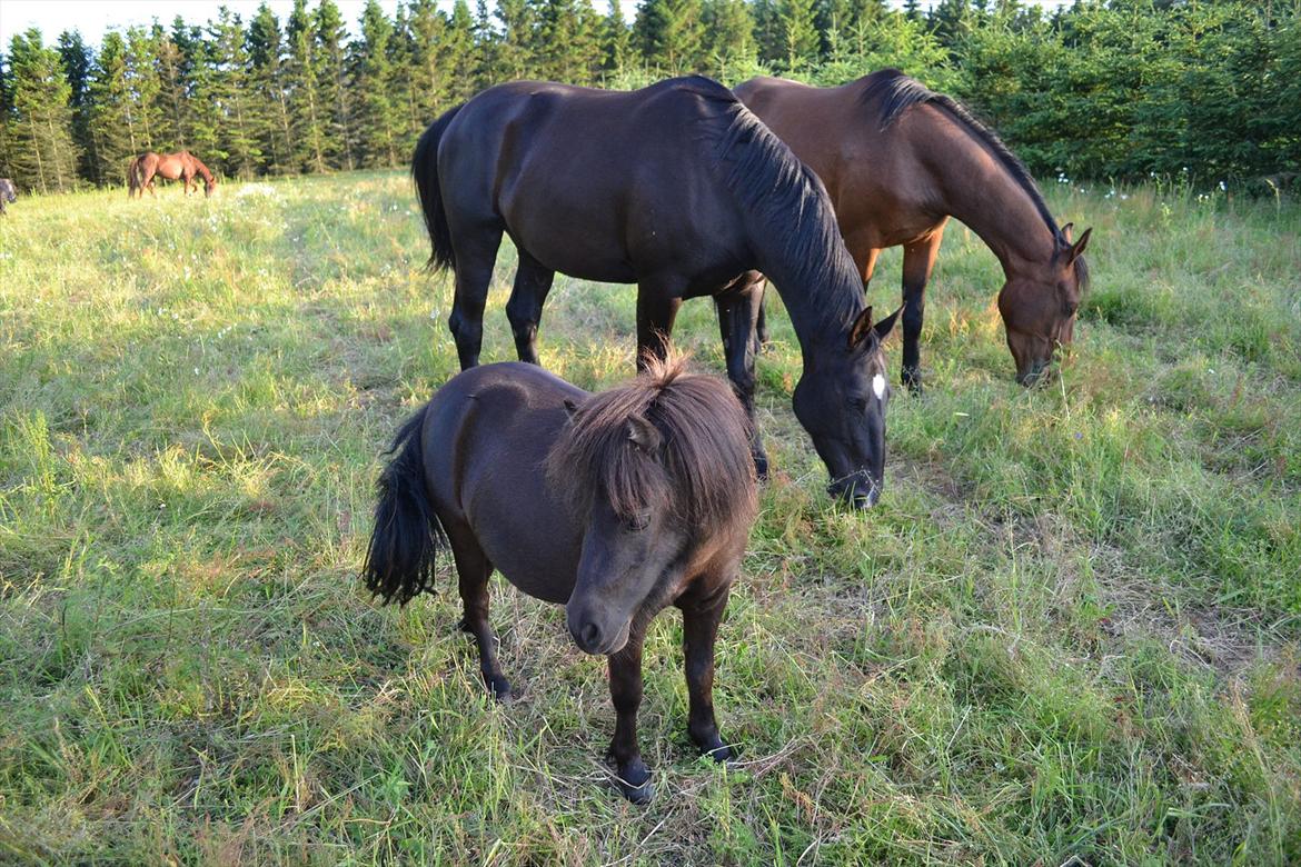 montana nye hjem i simmelkær billede 110