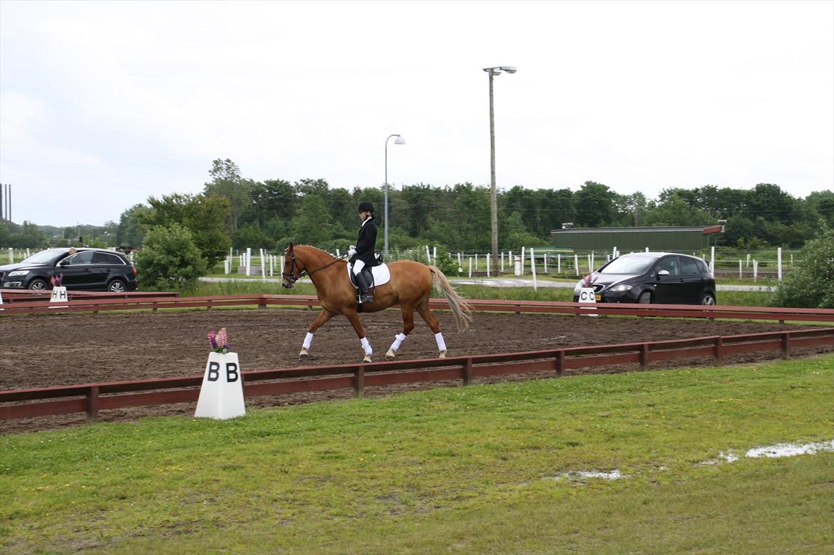 brønderslev rideklub 2 plads lc1 billede 8