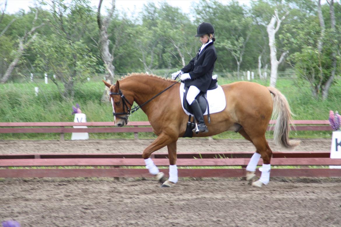 brønderslev rideklub 2 plads lc1 billede 9