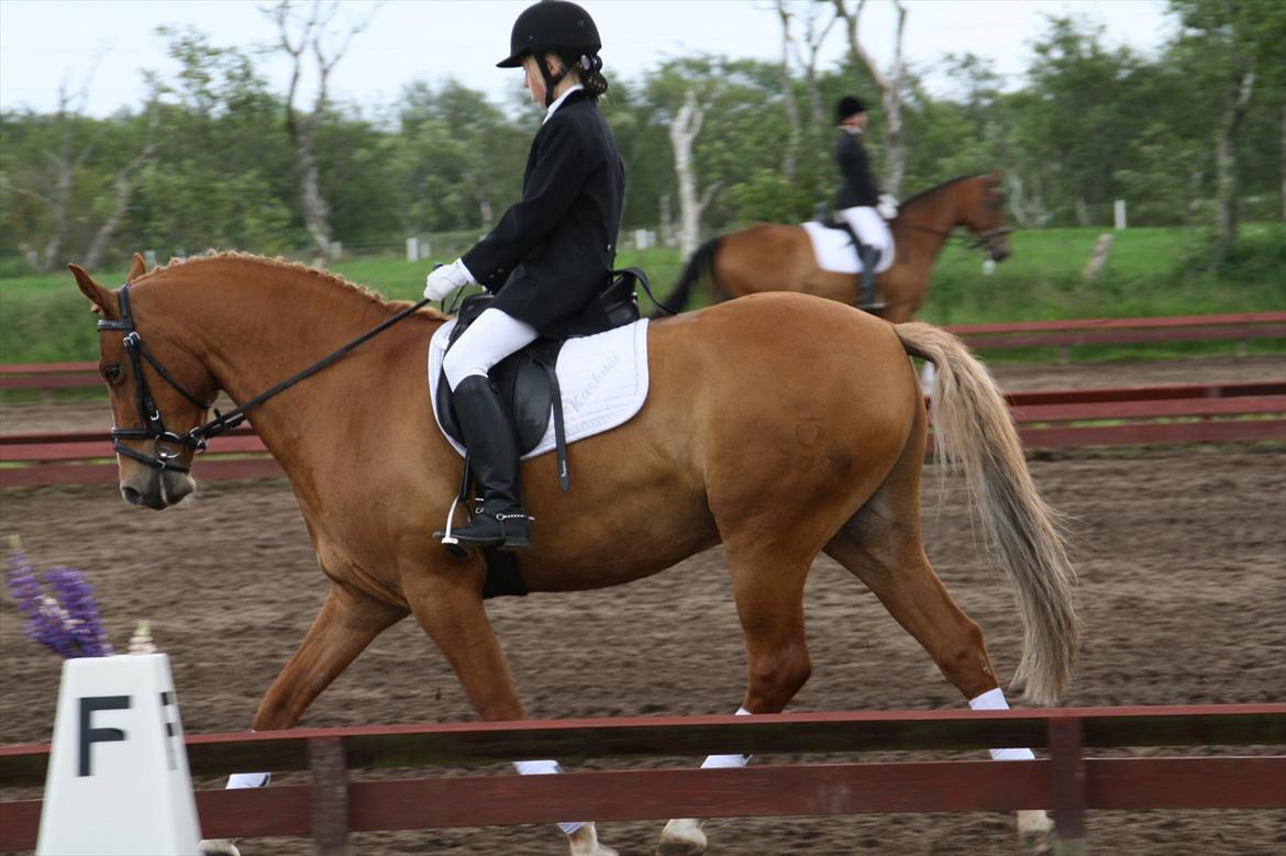 brønderslev rideklub 2 plads lc1 billede 14