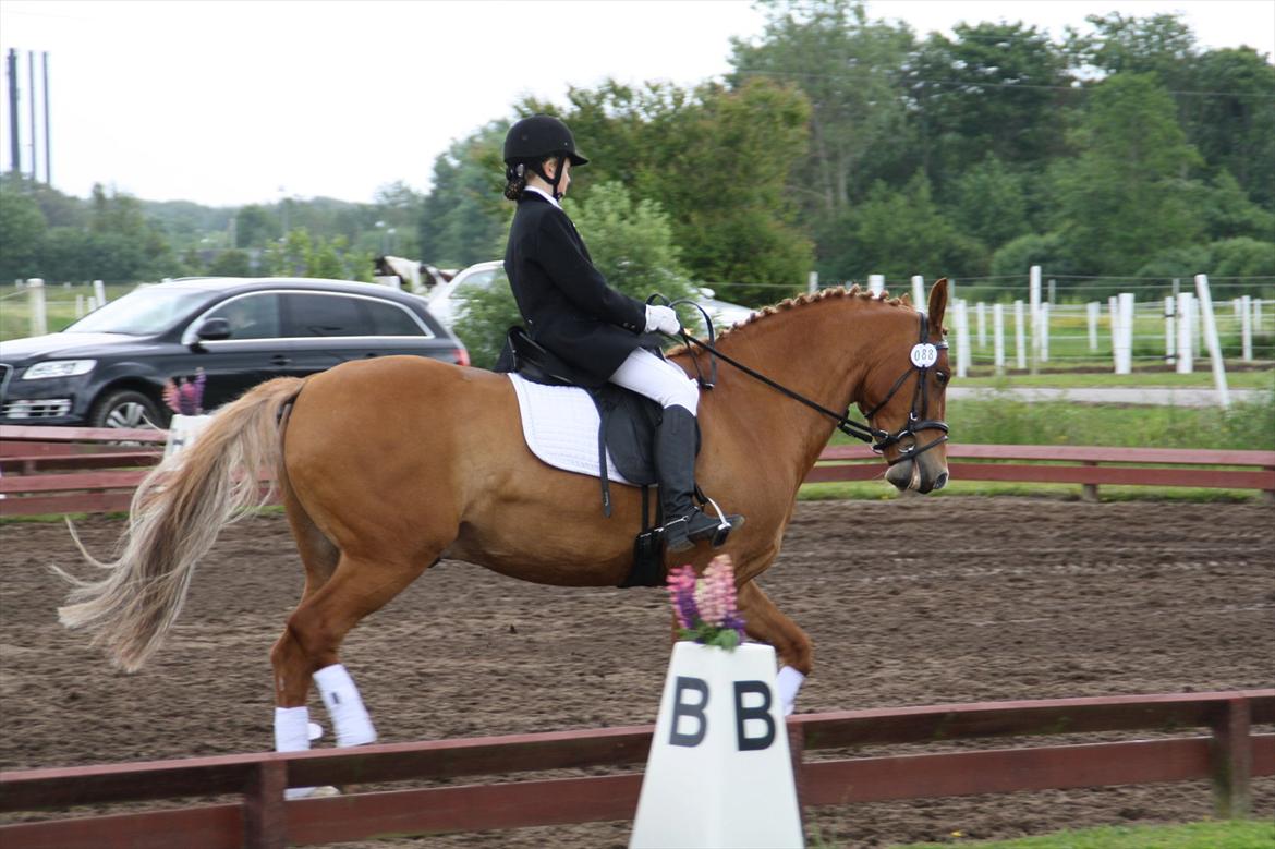 brønderslev rideklub 2 plads lc1 billede 15