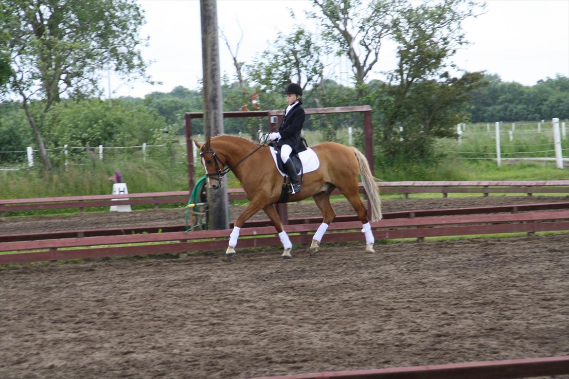 brønderslev rideklub 2 plads lc1 billede 16