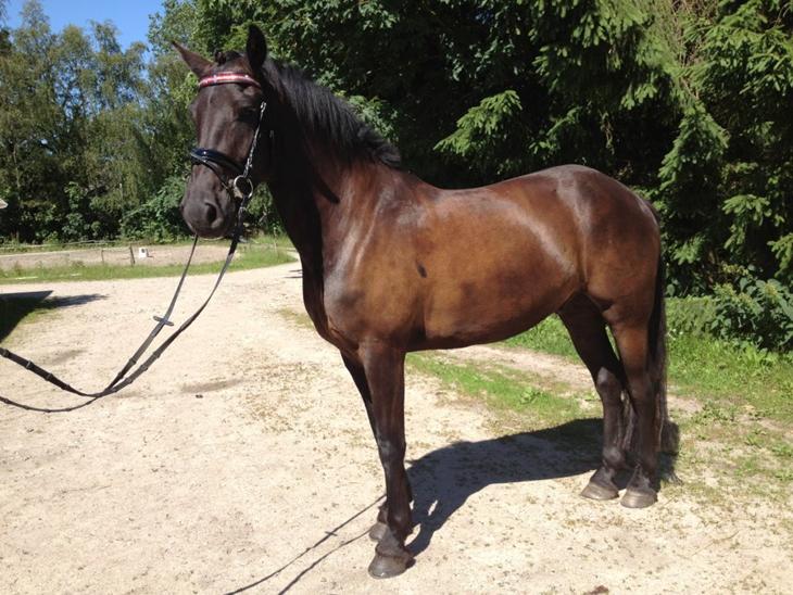 {{currentPhoto.altText}} billede {{currentPhoto.number}}