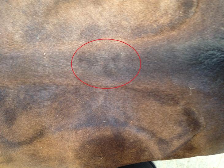 {{currentPhoto.altText}} billede {{currentPhoto.number}}