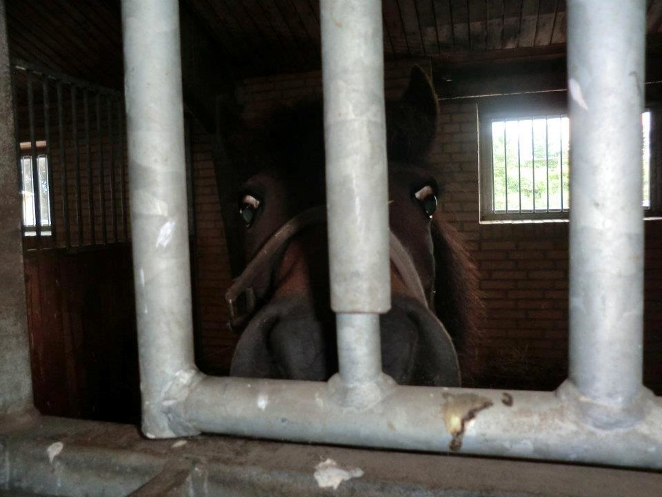 Ridelejr med Flicka på Stald Tougaard 2012:-) - Flicka kigger frem fra boksen ;) billede 5