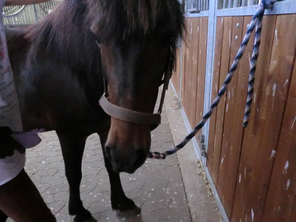 Ridelejr med Flicka på Stald Tougaard 2012:-) - Søde Flicksen på staldgangen :-* billede 7