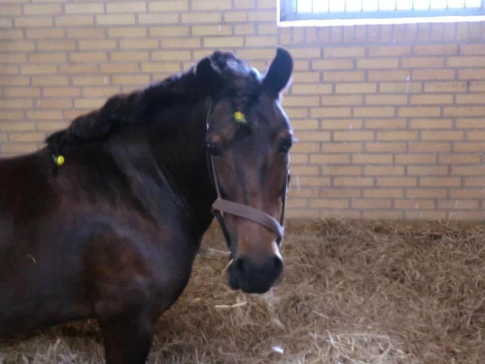 Ridelejr med Flicka på Stald Tougaard 2012:-) - Smukke Flicka i boksen inden stævnet<3 billede 9