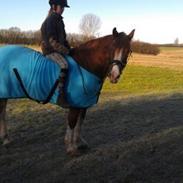 Diverse heste jeg har redet