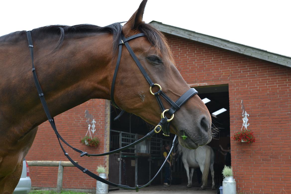 Vores billedebog. - Så har vi dælme også fået en sidepull! :-D Og vi har prøvet den på, for første gang! :-D Og selvom det kun var nogle få omgange, jeg skridtede på ham, med den, så synes jeg det gik godt! :-D Grunden til, at vi ikke skridtede længere var, at hans hove var noget bæ, men der er bestilt smed ;-) Det var ikke meningen jeg skulle ride ham med den, eller ride ham i det hele taget. Kun tilpasse den, men ja xD Så endte jeg på ham xD Uden sadel, så det er jeg stolt af! :-D<3 billede 52