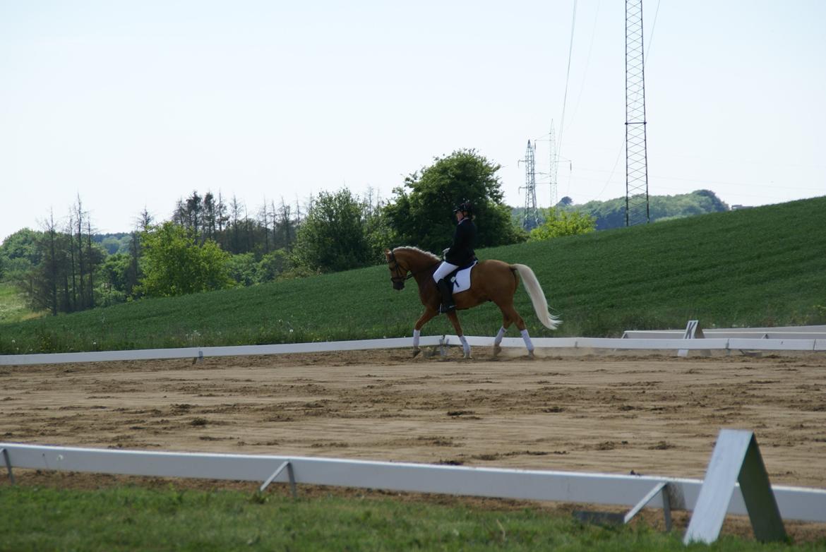 Højfyns Rideklub  Pinsen 2012 billede 1