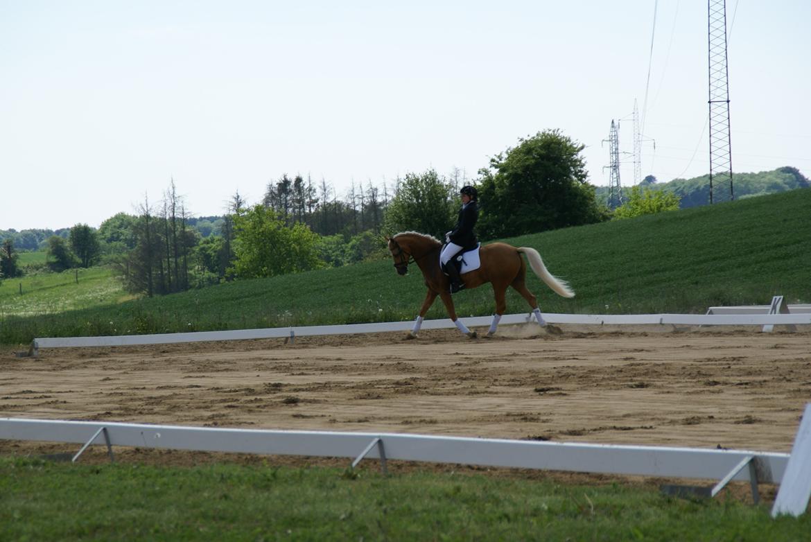 Højfyns Rideklub  Pinsen 2012 billede 2