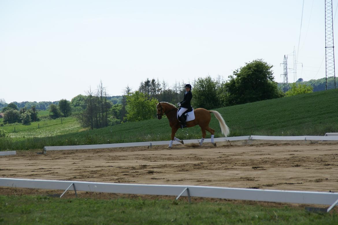 Højfyns Rideklub  Pinsen 2012 billede 3