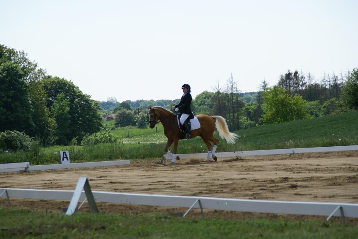 Højfyns Rideklub  Pinsen 2012 billede 4