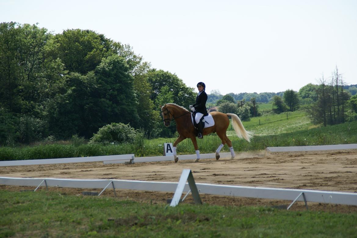Højfyns Rideklub  Pinsen 2012 billede 6