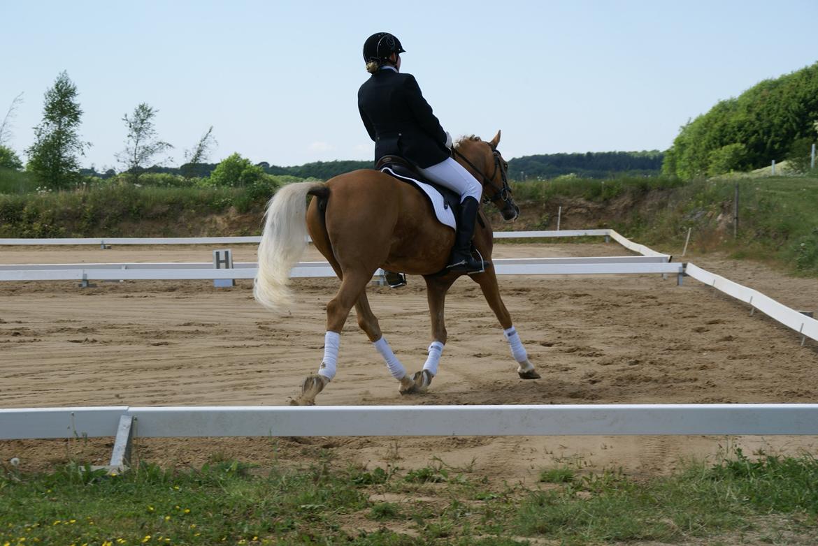 Højfyns Rideklub  Pinsen 2012 billede 7
