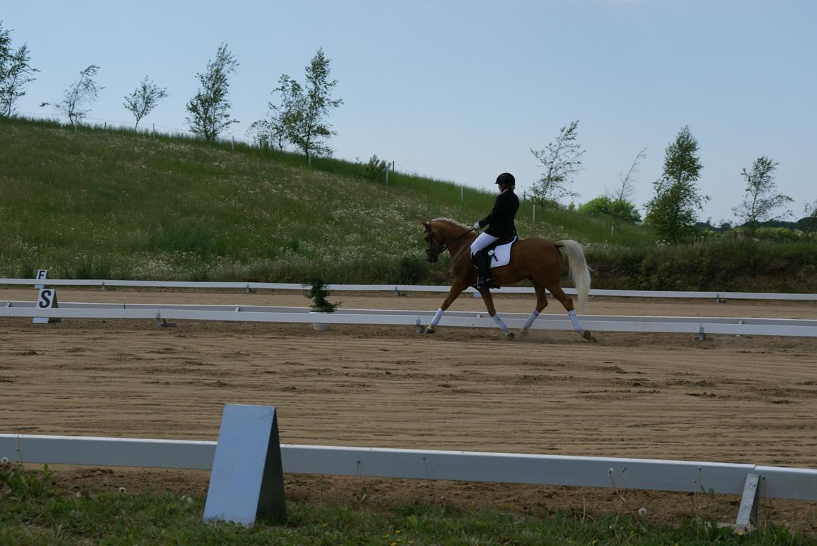 Højfyns Rideklub  Pinsen 2012 billede 9