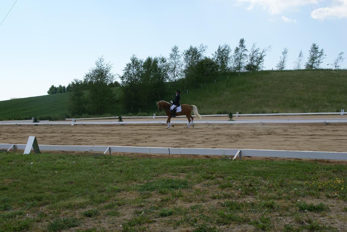 Højfyns Rideklub  Pinsen 2012 billede 27